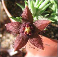Orbea semota ssp orientalis